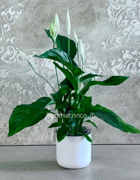 Pianta di Spathifillum con vaso Pianta di Spathifillum con vaso