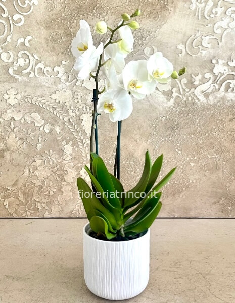 Orchidea phaleonopsis 2 rami con vaso Orchidea phaleonopsis 2 rami con vaso