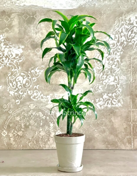 Pianta dracena dorado Pianta dracena dorado